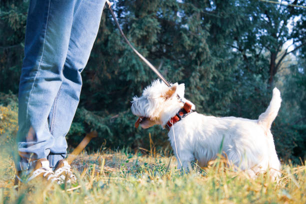 istock West Highland White Terrier on a walk in the park 1010287120
