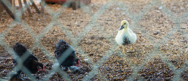 Baby Duck watches chickens in chicken coop