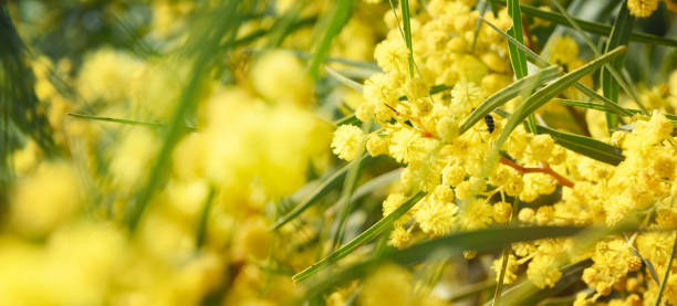 istock Blooming mimosa branches against the sky 1010292388