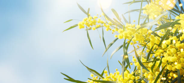 istock Blooming mimosa branches against the sky 1010292832