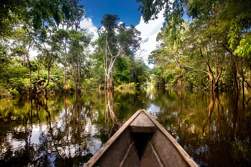 Sailing in a wooden boat through the flooded forest in Leticia, Amazonas region, Colombia.