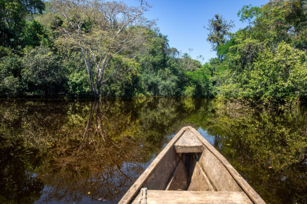 istock Flooded forest in Leticia, Colombia. 1010292948