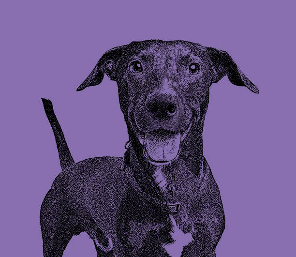 ilustrações de stock, clip art, desenhos animados e ícones de mixed breed labrador retriever dog in animal shelter hoping to be adopted - mixed breed dog illustrations