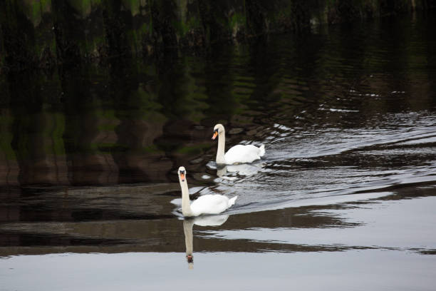 Swans On A Lake stock photo