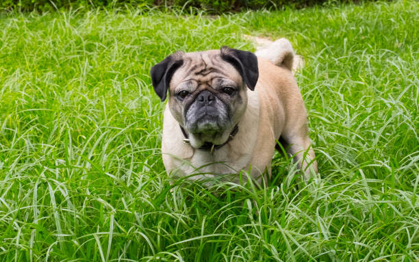 Pug on the Grass stock photo