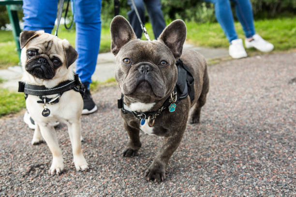 Pug and French Bulldog Looking Into The Camera A young pug and french bulldog posing together for the camera, while being taken on a walk. pug photos stock pictures, royalty-free photos & images