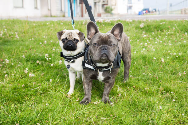 istock Pug and French Bulldog On Grass 1010314794