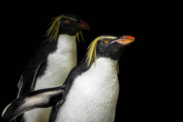 dos pingüinos de penacho amarillo - nobody beak animal head penguin fotografías e imágenes de stock