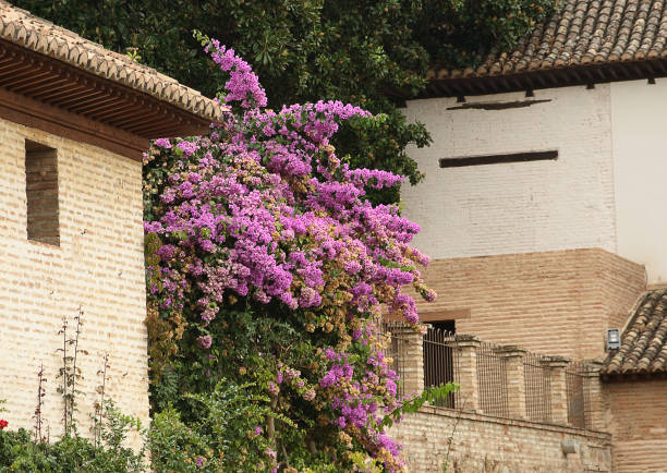 istock Bush with pink flowers near the brick wall 1010326242
