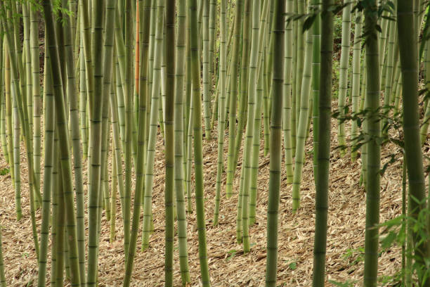 istock Bamboo grass stalk plants stems in California park 1010326370