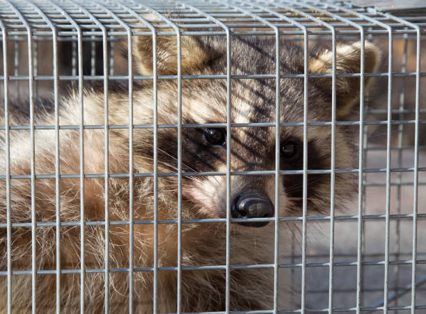 istock Raccoon in an Animal Trap 1010332900