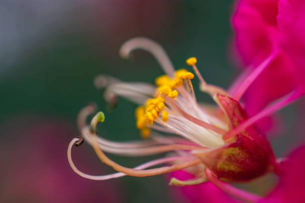 istock macro Texas Yucca flower detail 1010338842