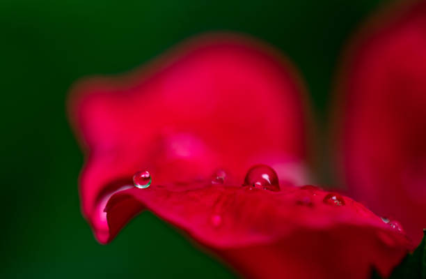 istock water droplets on rose petals 1010338874