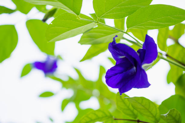 istock Butterfly pea Clitoria ternatea blue flower closeup 1010339140