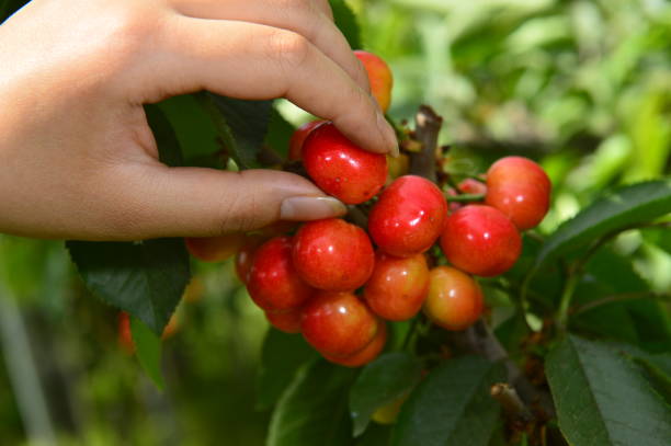 istock The ripe cherries are on the tree 1010342648