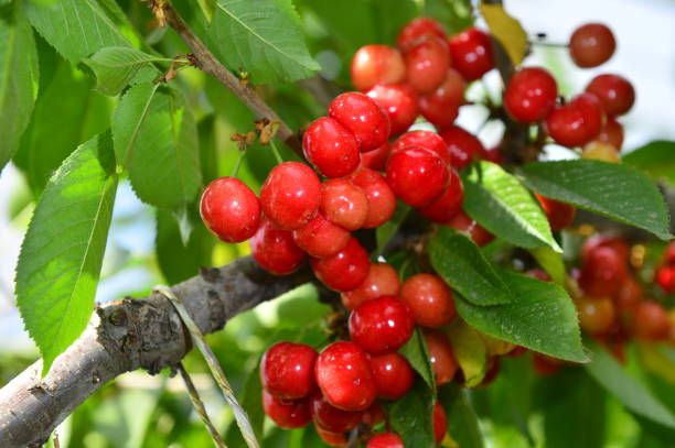 istock The ripe cherries are on the tree 1010342684