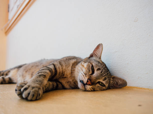 istock Thai cat is sleeping on the edge of the window. 1010345786