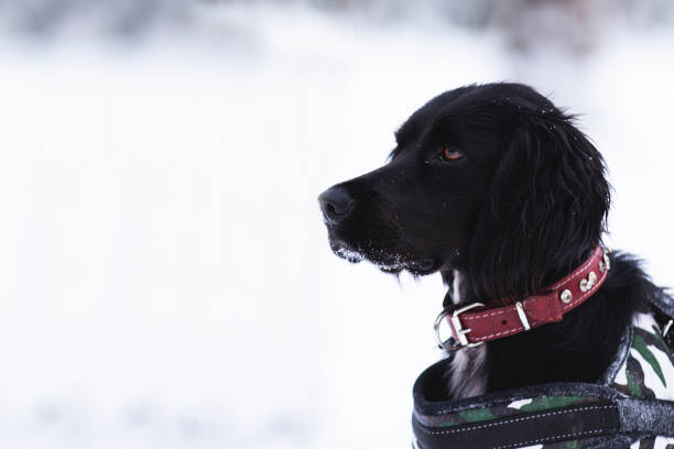 cão de salvamento em tempo nevado - dog first aid first aid kit winter - fotografias e filmes do acervo