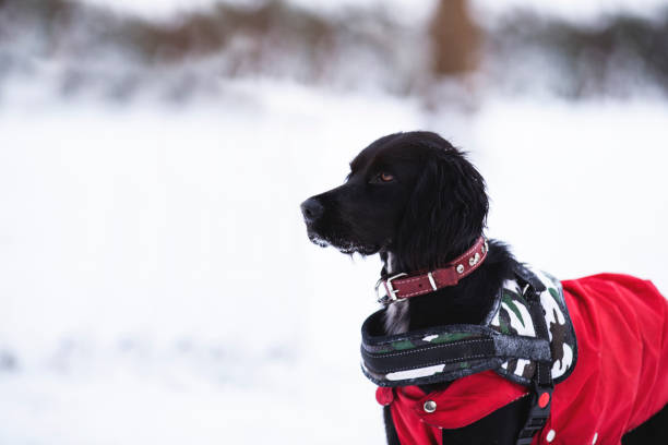 cão de salvamento em tempo nevado - dog first aid first aid kit winter - fotografias e filmes do acervo