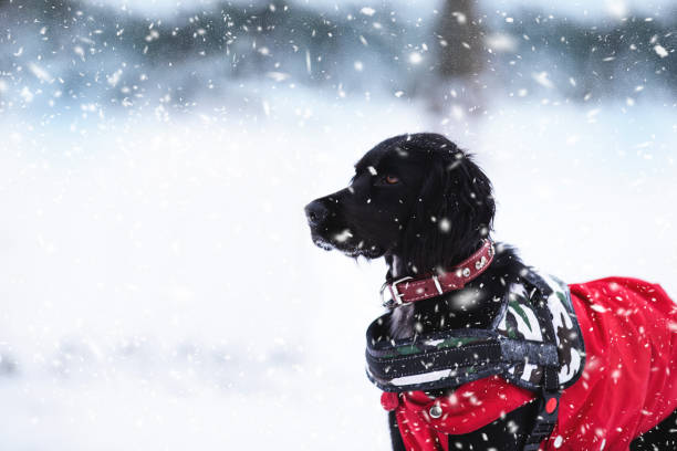 cão de salvamento em tempo nevado - dog first aid first aid kit winter - fotografias e filmes do acervo