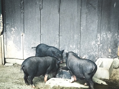 Three Little Pigs with Copy Space