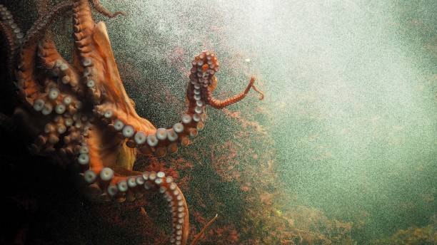 istock Closeup of octopus swimming . 1010377710