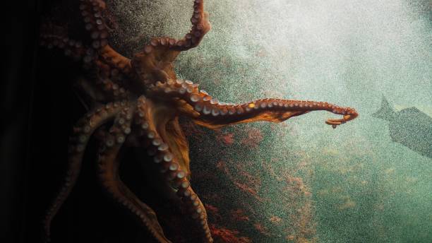 Closeup of octopus swimming .