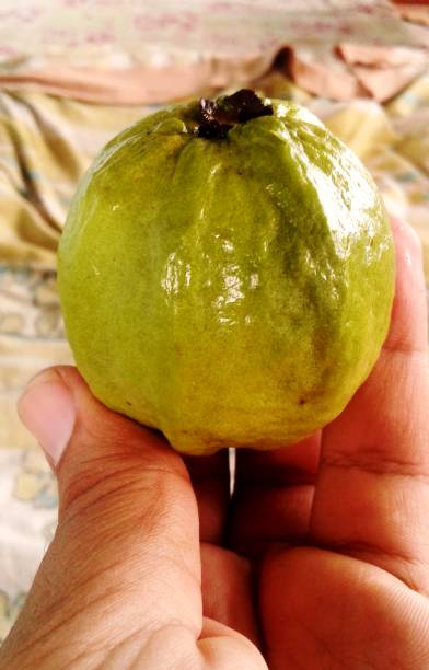 istock A single guava in my hand 1010378602