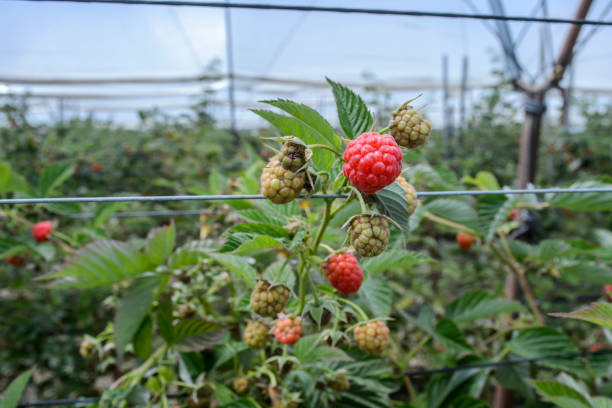 close-up of ripening orgánicos raspberries en la vid - raspberry berry vine berry fruit fotografías e imágenes de stock