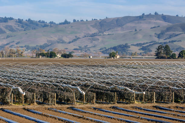 istock Rows of Berry Vines Growing on Farm 1010388944