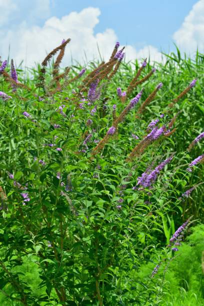 istock Buddleja / Butterfly Bush / Summer Lilac 1010389066