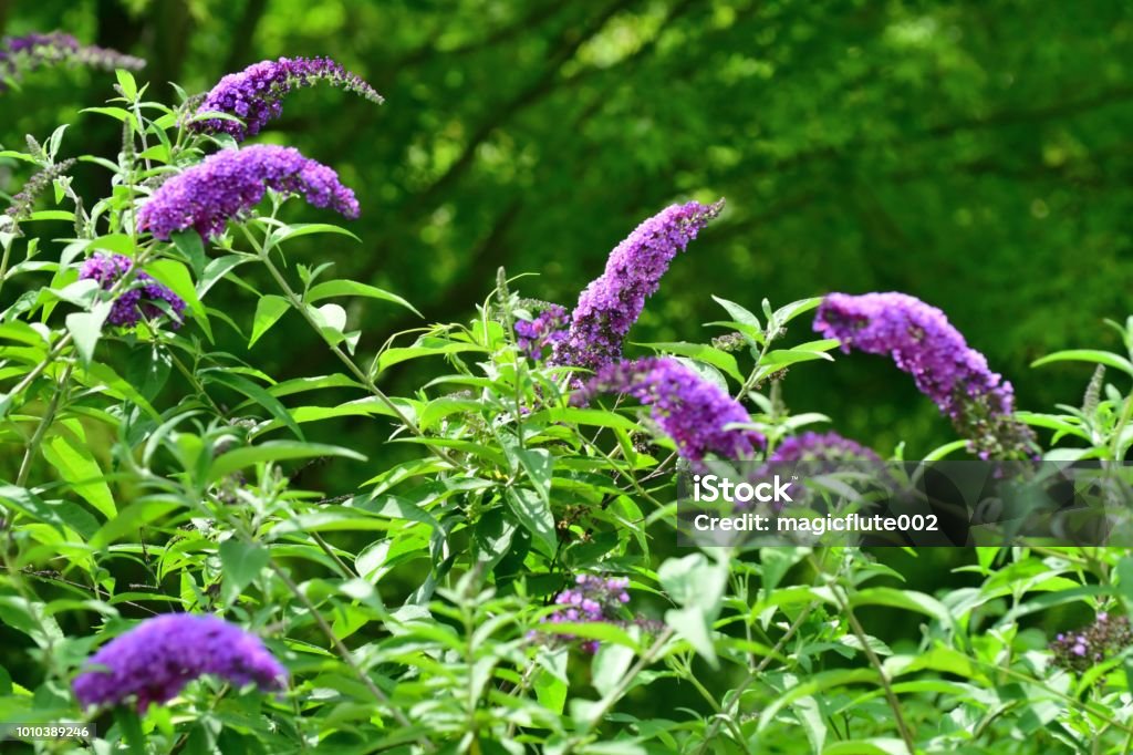 Buddleja / Butterfly Bush / Summer Lilac Buddleja, commonly known as butterfly bush or summer lilac, is a deciduous shrub, which is noted for its bushy habit, arching-stems, fragrant flowers and vigorous growth. Spike-like terminal flower clusters bloom from early to late summer. Flowers are densely clustered in cone-shaped panicles, with the colors of flowers ranging from purple, white, orange, red and yellow. Buddleia Stock Photo