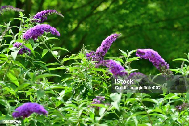 Buddleja Butterfly Bush Summer Lilac Stock Photo - Download Image Now - Buddleia, Pink Color, Bush