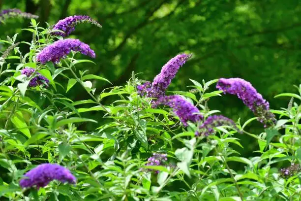 Buddleja, commonly known as butterfly bush or summer lilac, is a deciduous shrub, which is noted for its bushy habit, arching-stems, fragrant flowers and vigorous growth. Spike-like terminal flower clusters bloom from early to late summer. Flowers are densely clustered in cone-shaped panicles, with the colors of flowers ranging from purple, white, orange, red and yellow.