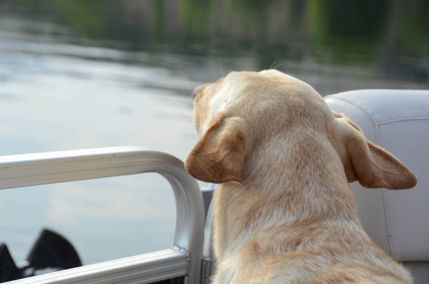 istock A dog enjoying the boat ride with ears back. 1010394972