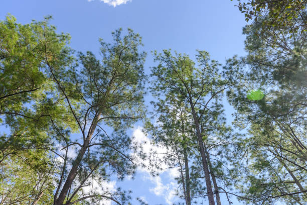 istock Low angle view bush green leaves and branches of pine tree with blue sky 1010397420