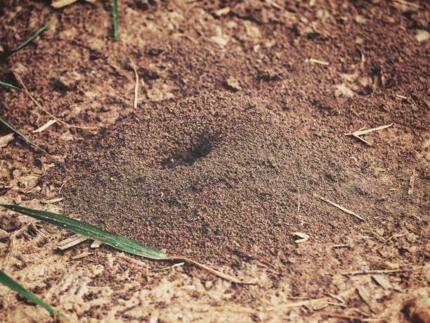 istock Close up of ants nest 1010397500