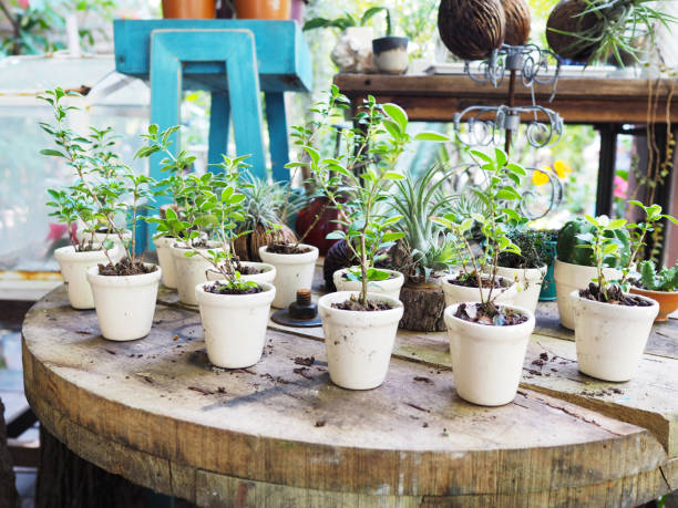 istock small flower pots for plantation 1010397568