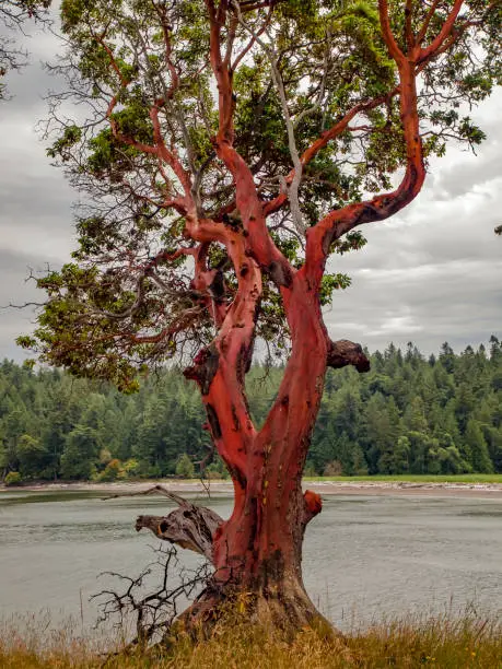 Pacific Madrona also kown as an Arbutus Tree photographed on Tumbo Island in Southern British Columbia.