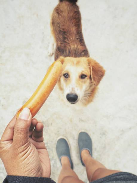 istock Dog eating sausage on hand 1010398714