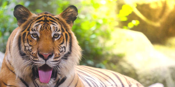 istock Siberian tiger (Panthera tigris altaica), also known as the Amur tiger 1010408678