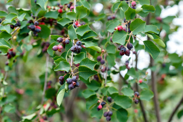 ブッシュの shadberry を熟成します。ザイフリボク属 alnifolia、サスカトゥーン - shadberry ストックフォトと画像