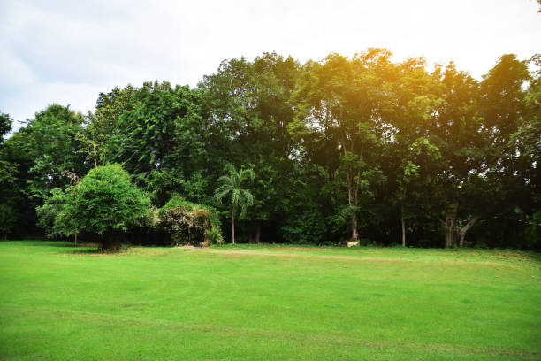 istock green leaf and tree nature background texture and sunlight beauty in Nature 1010420930