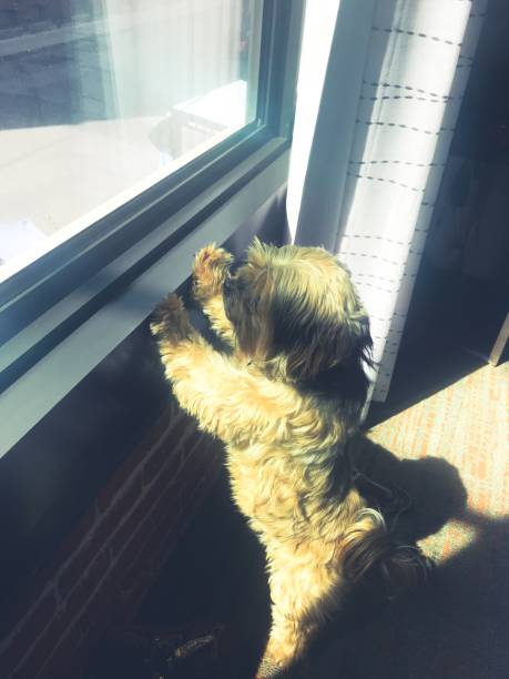 istock Doggy in the Window 1010425228