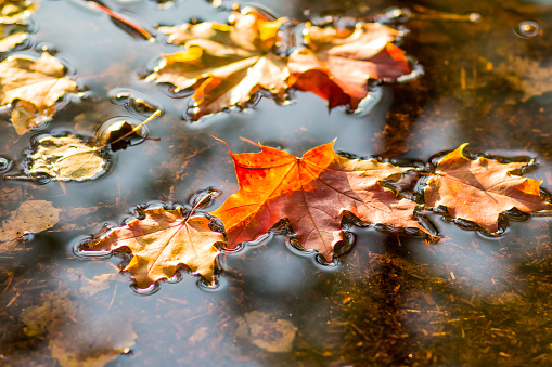 Beautiful autumn leaves fell into the water in the autumn rain
