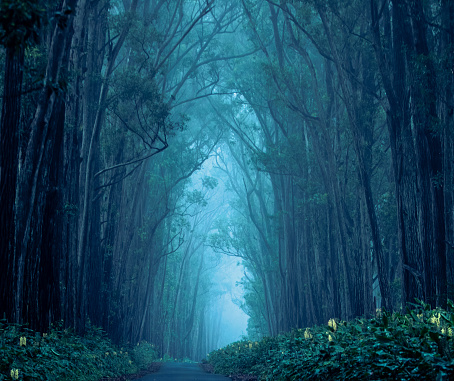 A beautiful forest path