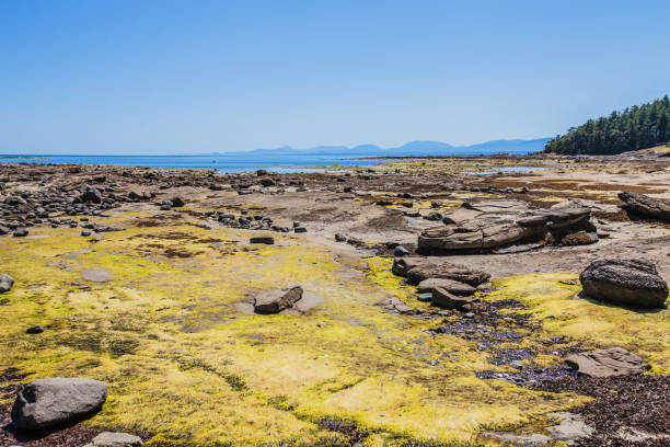istock Sandpiper Beach, Hornby Island 1010428356