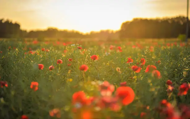 A field of poppies in my country :)