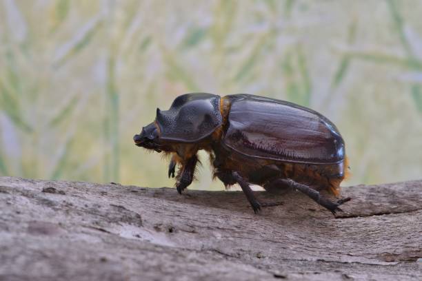 istock Ox beetle on a piece of tree bark. 1010449216