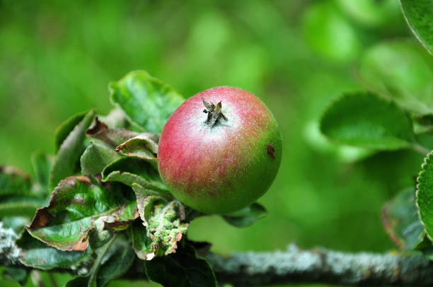 istock half ripe apple of cultivar brettacher 1010453442